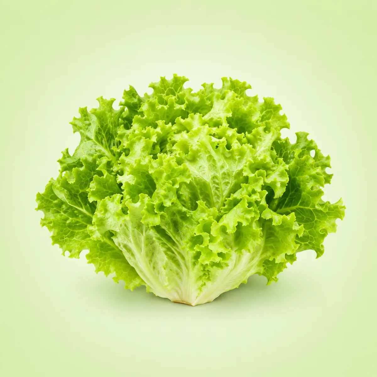 Batavia lettuce